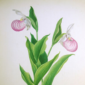 Botanical illustration of lady slippers