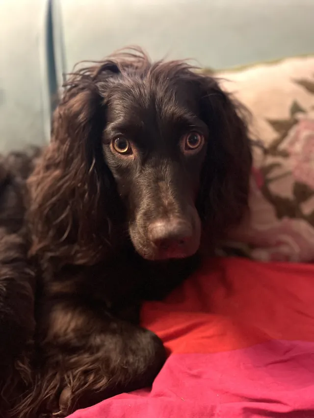 Elsa, a Boykin Spaniel