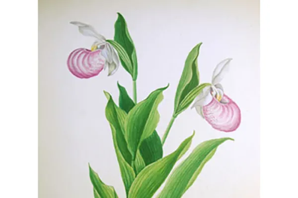 Illustration, American Flowers, Ladyslippers