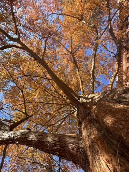 Dawn redwood tree branches