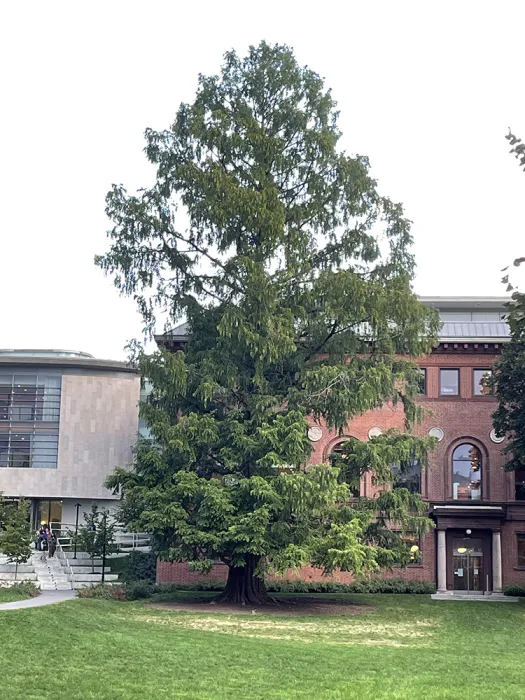 Dawn Redwood tree behind Neilson Library