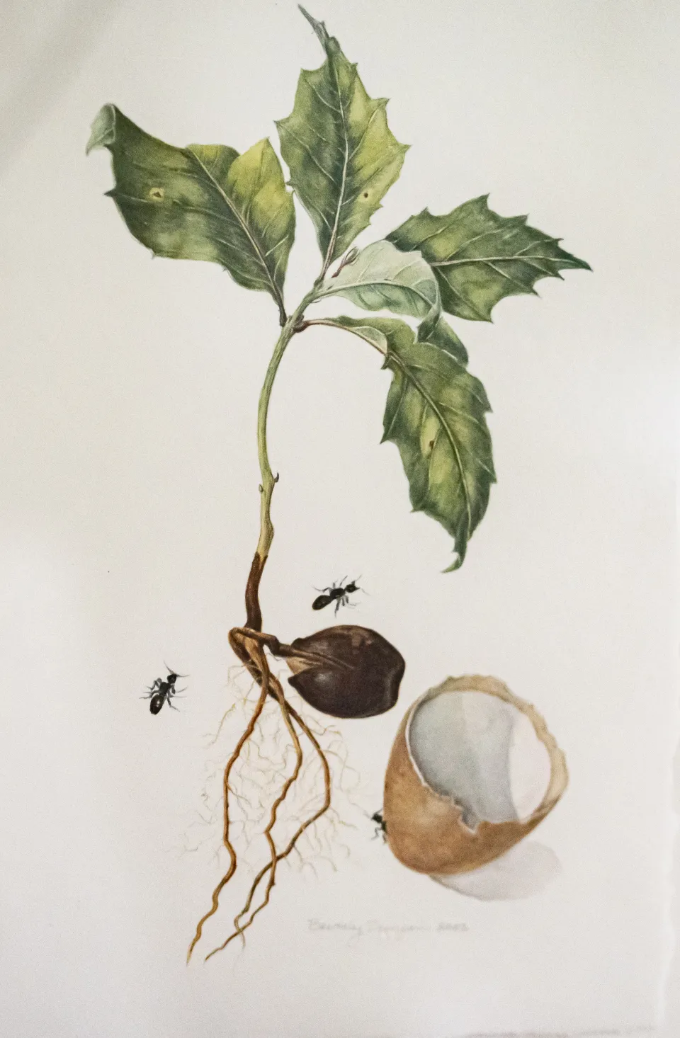 Illustration of sprout with ants by Beverly Duncan